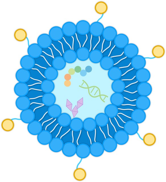 Liposomes modified by small molecule ligands. (Creative Biolabs Original) 