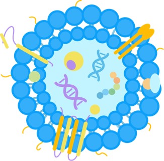 The structure of exosomes. (Creative Biolabs Original)