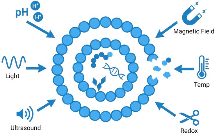 The stimulant source of stimulation-responsive liposomes. (Creative Biolabs AI) 
