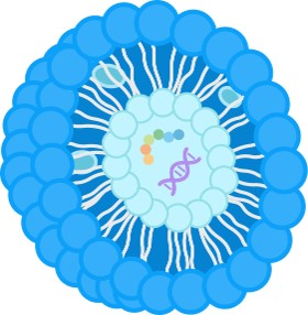 The structure of liposomes. (Creative Biolabs Original) 