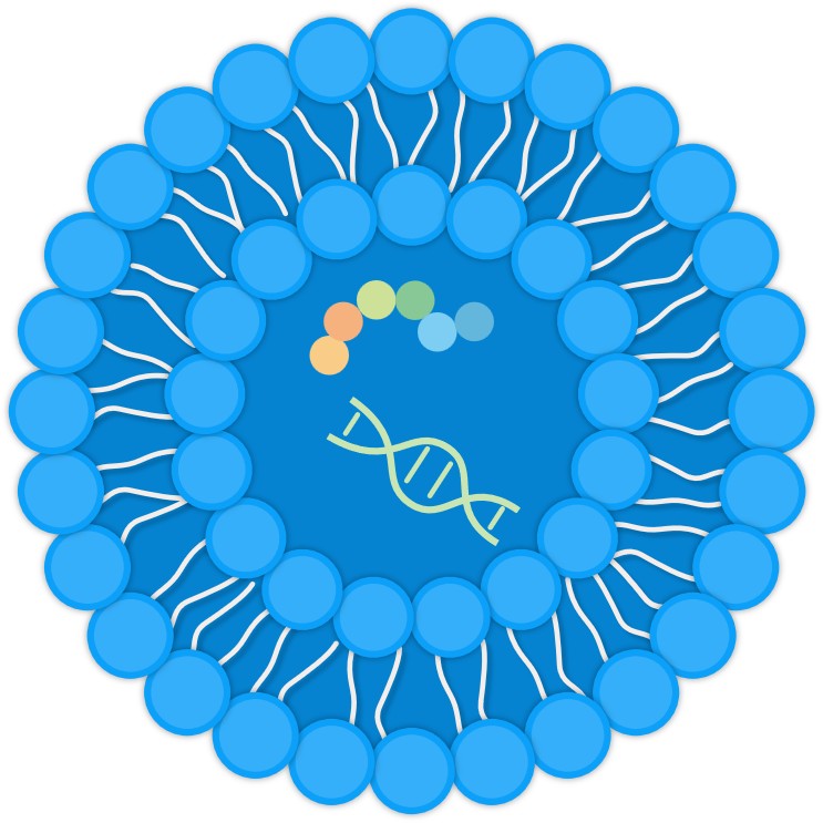 Our service -Drug-Loaded Liposomes. (Creative Biolabs Original) 