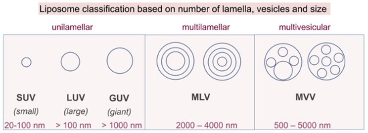 Our services - Development services of liposomes with different structures. (Amarandi, Roxana-Maria, et al, 2022) (OA Literature) 