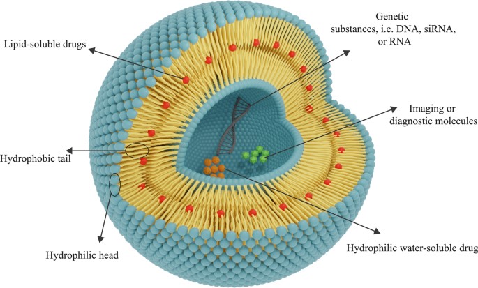 The structure of liposomes. (Rommasi, Foad, and Neda Esfandiari, 2021) (OA Literature)