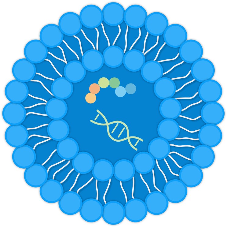 Development of drug-loaded liposomes. (Creative Biolabs Original)