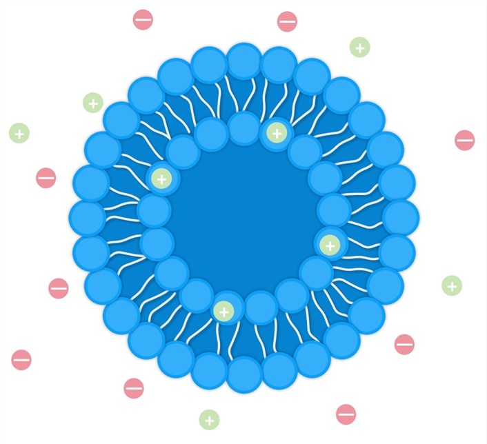 Development of charged liposomes. (Creative Biolabs Original)