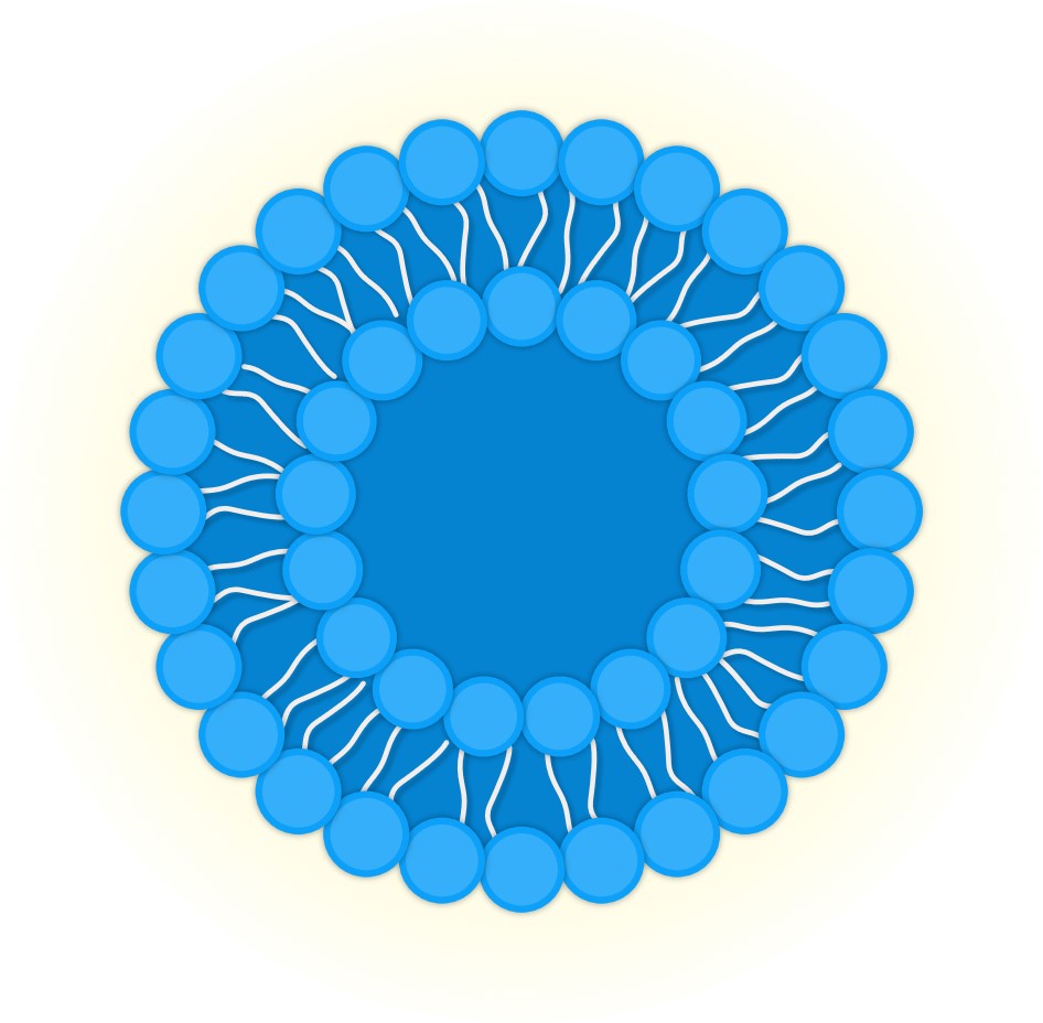 Development of fluorescent liposomes. (Creative Biolabs Original)