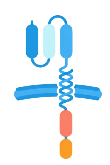 Schematic diagram of the structure of a CAR. (Creative Biolabs AI)
