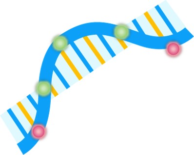 Schematic diagram of fluorescent mRNA. (Creative Biolabs Original)