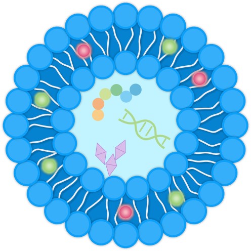 Schematic diagram of fluorescent LNP. (Creative Biolabs Original)