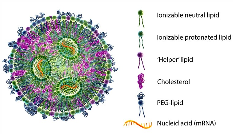 The composition and structure of LNP (Creative Biolabs Authorized)