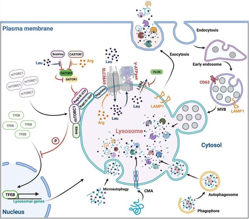 Fig.1 Overview of lysosomal function. (Jin, Jun, et al, 2021)