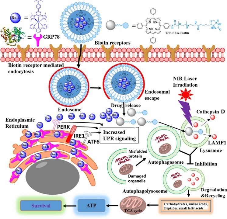 Fig.2 Multifunctional TPP-PEG-biotin self-assembled nanoparticle drug delivery-based combination therapeutic approach for co-targeting of GRP78 and lysosome. (Purushothaman, Baskaran, et al, 2020)