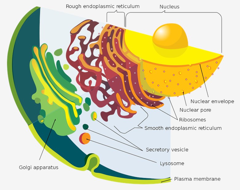 Fig.1 Detail of the endomembrane system and its components. (By Mariana Ruiz LadyofHats, translation by SAİT71. - English version (Translation), Public Domain, https://commons.wikimedia.org/wiki/File:Endomembrane_system_diagram_tr.svg?uselang=en#Licensing) 
