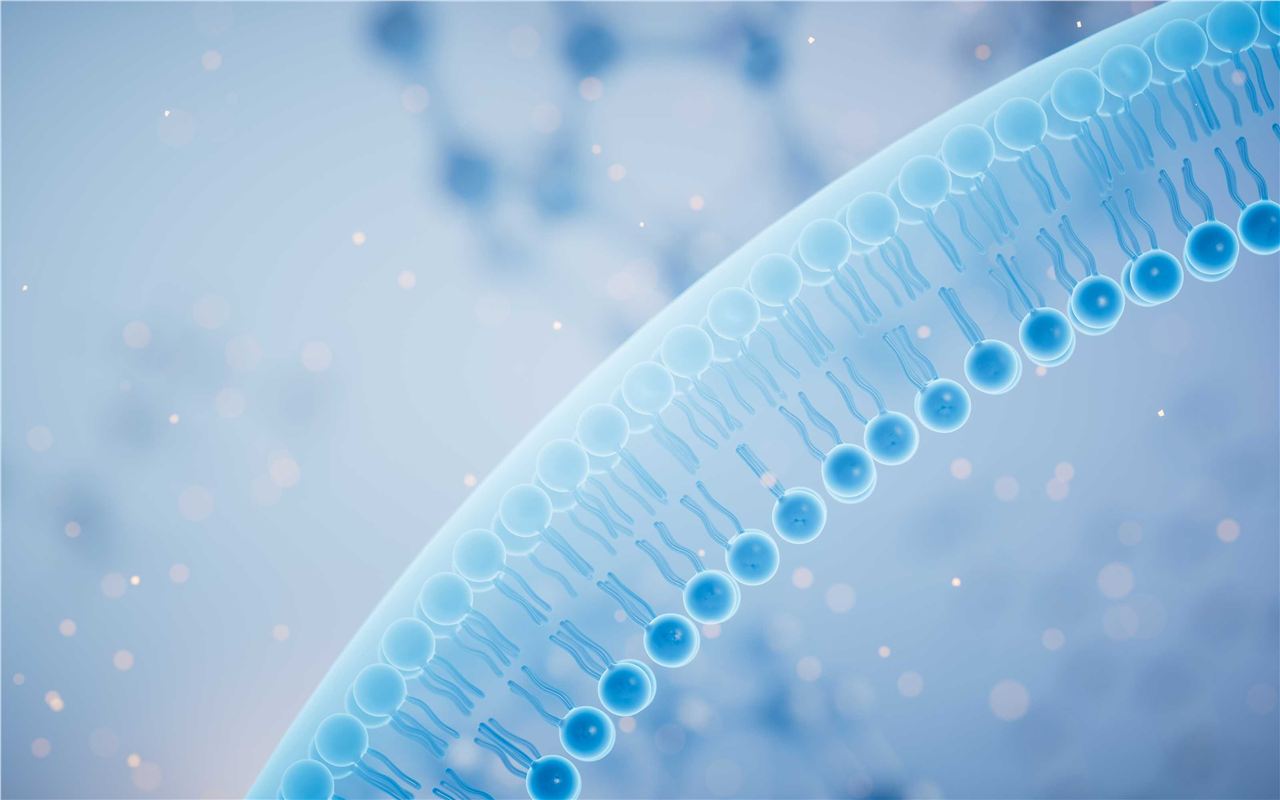 Related services - lipid synthesis services. (Creative Biolabs Authorized)