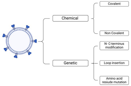 VLP functionalization method. (Travassos, Rafael, et al, 2024)(OA Literature)