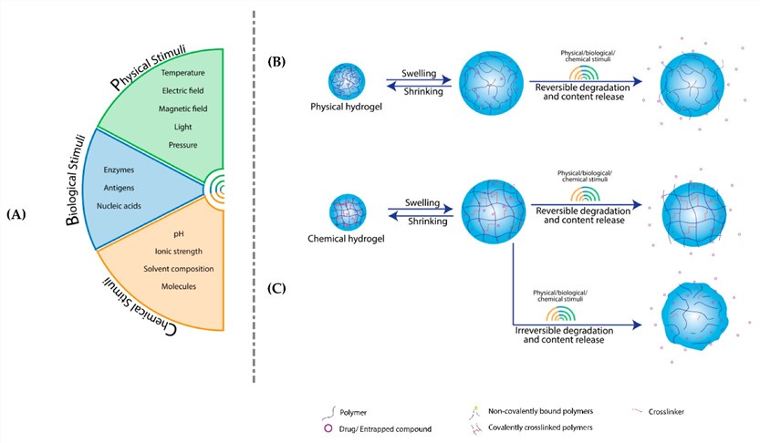 The mechanism of stimulus-responsive hydrogels. (Onaciu, Anca, et al, 2019) (OA Literature)
