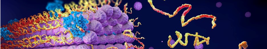 Modification/bioconjugation services of hydrogels. (Creative Biolabs Authorized)