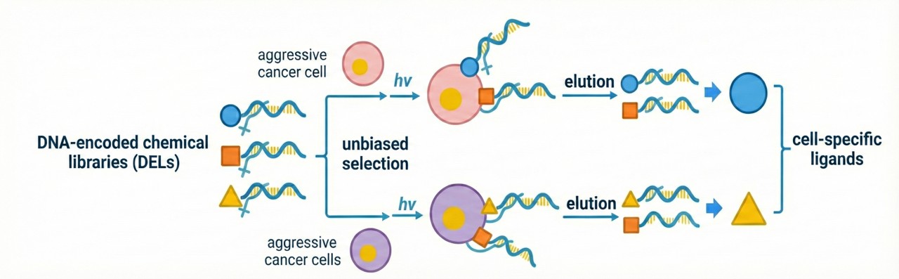 DNA-Encoded Chemical Library (DEL). (Creative Biolabs AI) 