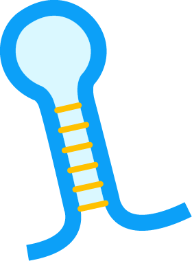Targeted delivery of nucleic acids – miRNA (Creative Biolabs Original) 
