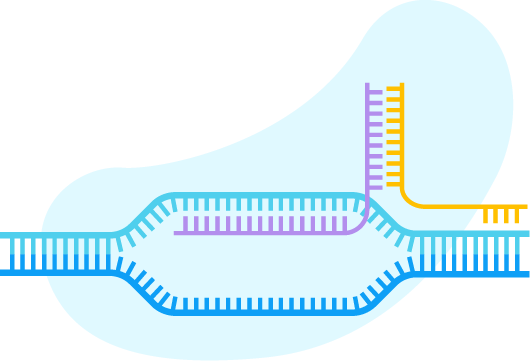 Targeted delivery of nucleic acids - RNA system for gene editing (Creative Biolabs Original)