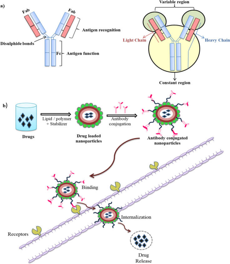 Schematic representation of targeted delivery via antibody-conjugated NP. (OA Literature)