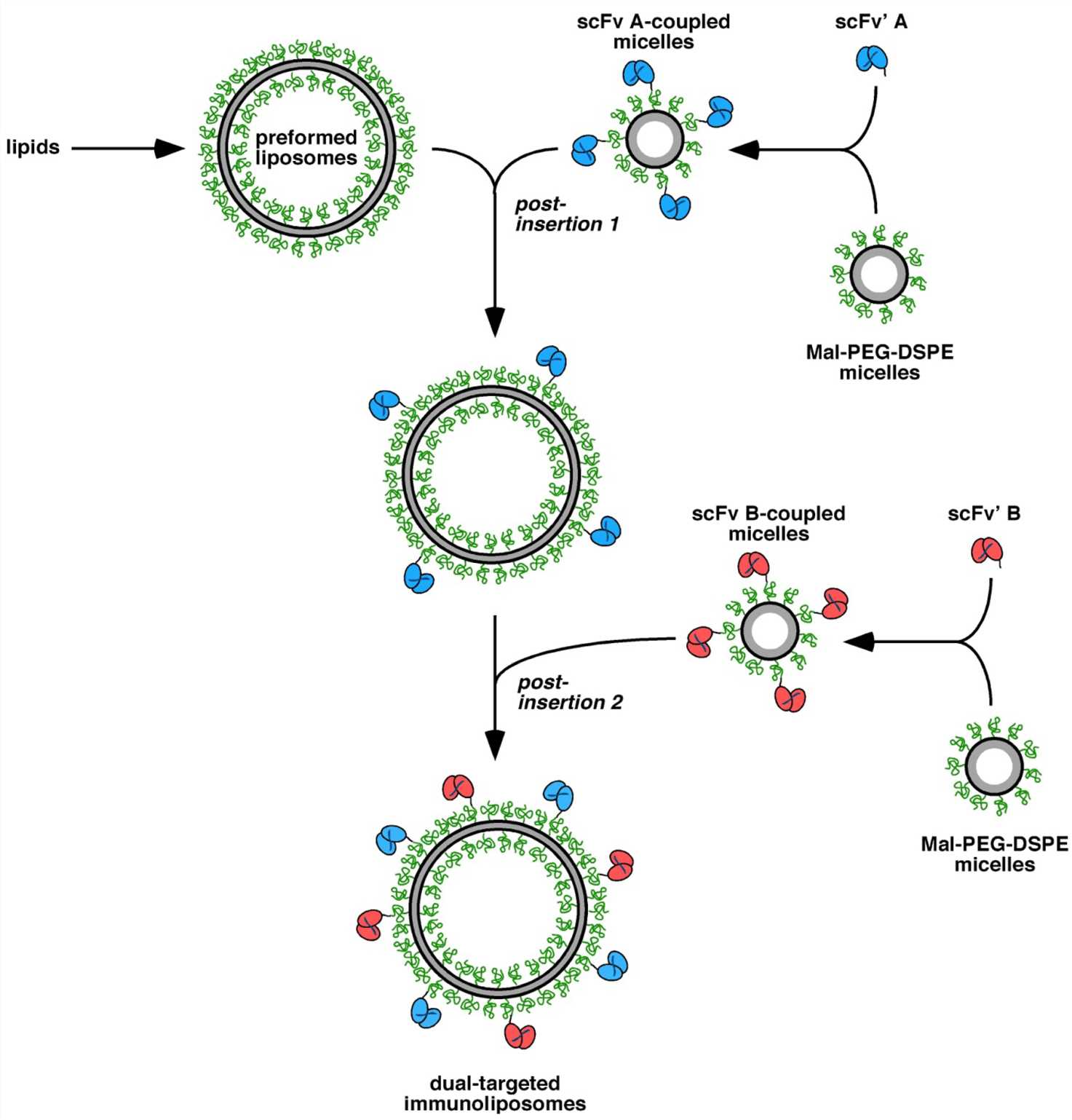 Schematic presentation of the generation of dual-targeted immunoliposomes applying a two-step post-insertion approach. (OA Literature)