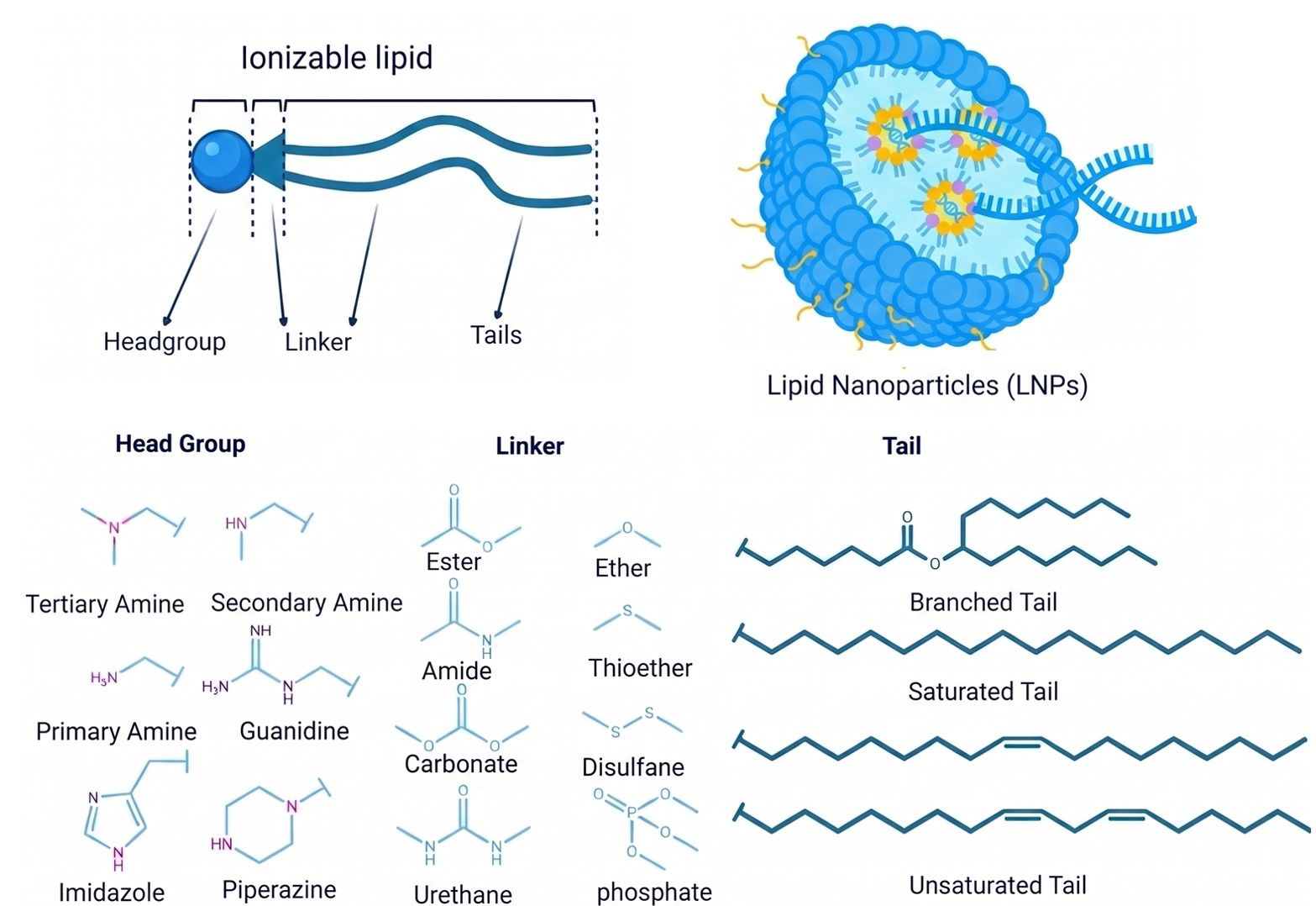 Fig.1 The structure of ionizable lipids. (Creative Biolabs AI)