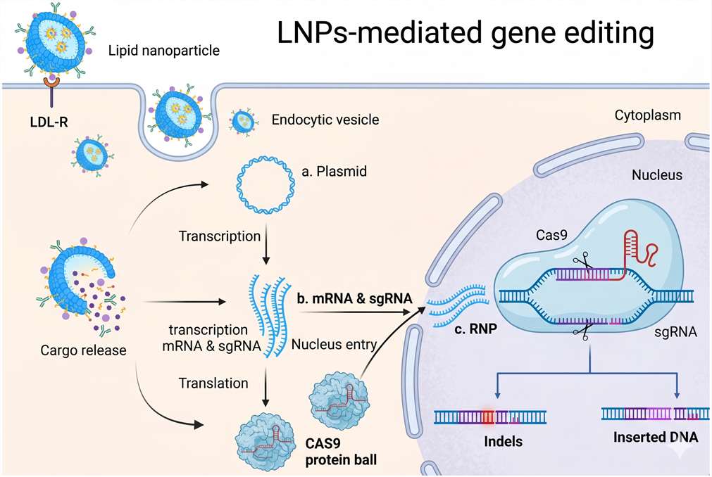 LNP used for gene editing. (Creative Biolabs AI)