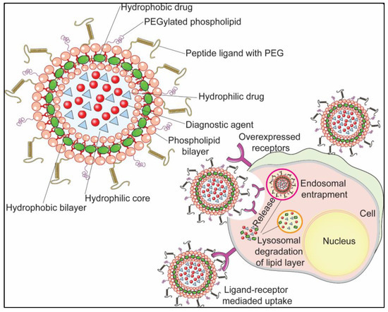Schematic illustration showing the peptide-functionalized liposomal NDS acting on receptors overexpressed on the surface of cancer cells via targeted delivery. (OA Literature)