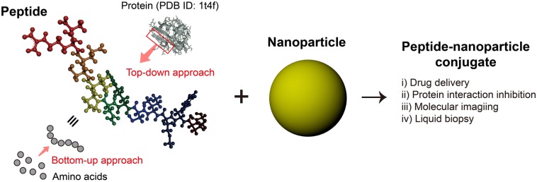 Schematic presentation of Peptides and their conjugation with nanoparticles. (OA Literature)