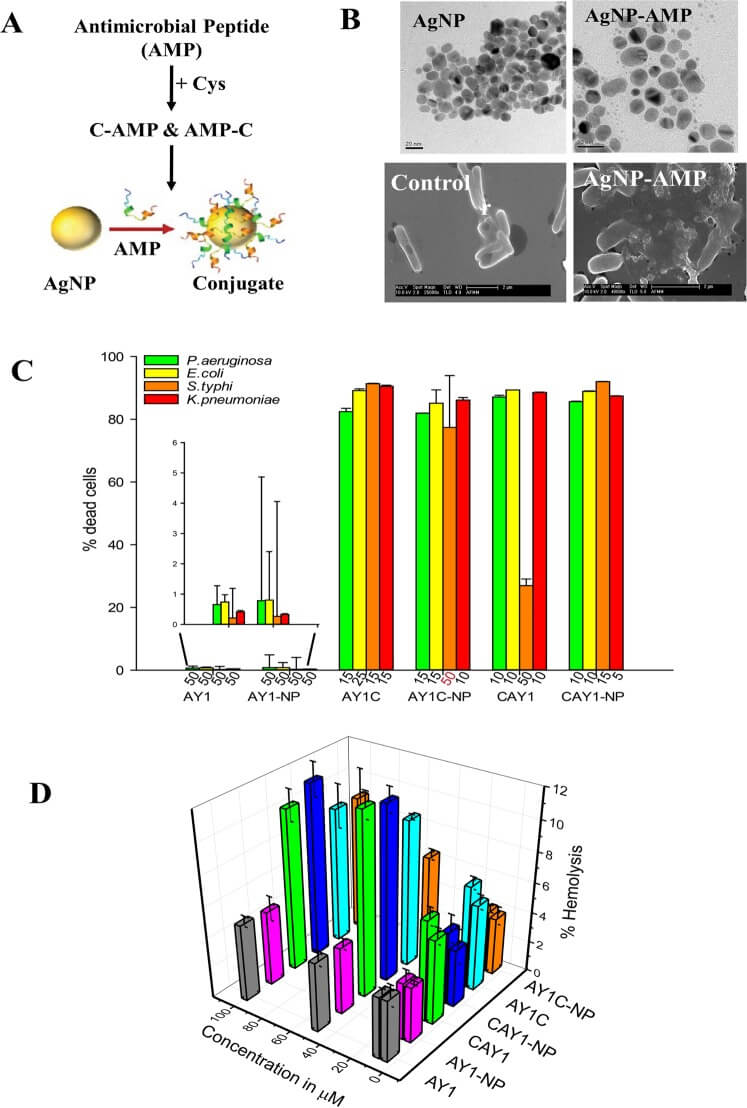 Schematic representation of the design strategy of peptides and conjugation with sliver nanoparticle. (OA Literature)