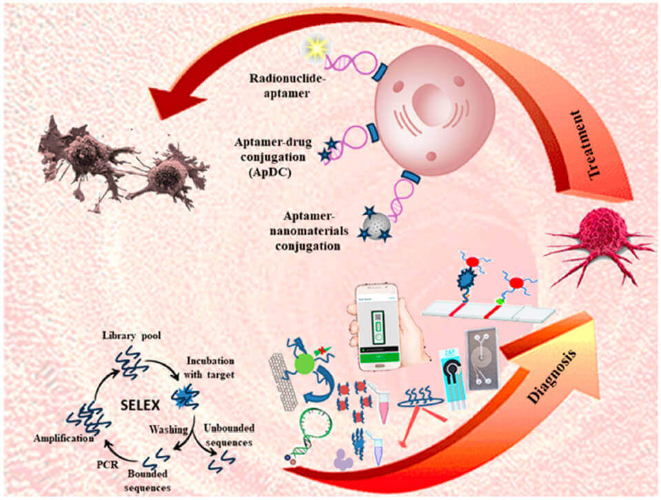 Schematic of application of aptamer as a therapeutic and diagnosis agent for tumors. (OA Literature)