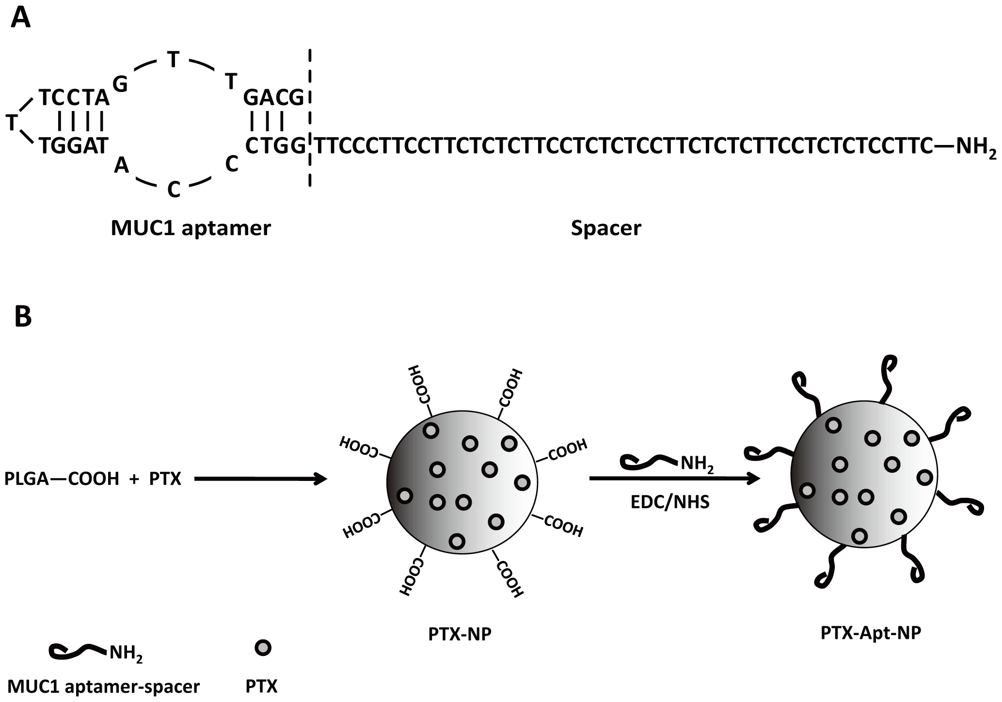 Schematic of construction of the S2.2-spacer aptamer and PTX-Apt-NPs. (OA Literature)