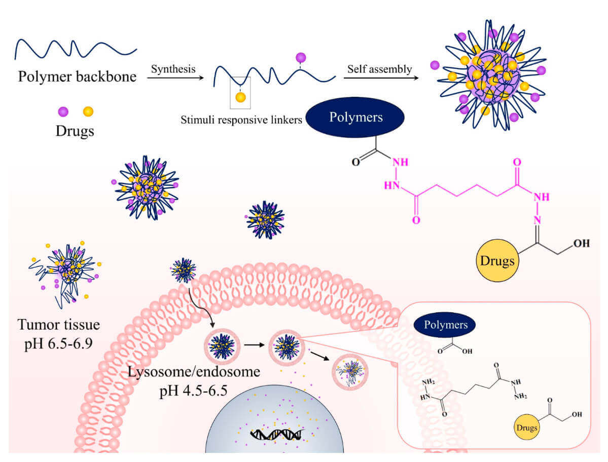 Schematic of PDCs transported into cancer cells and their release using pH-sensitive linkers. (OA Literature)