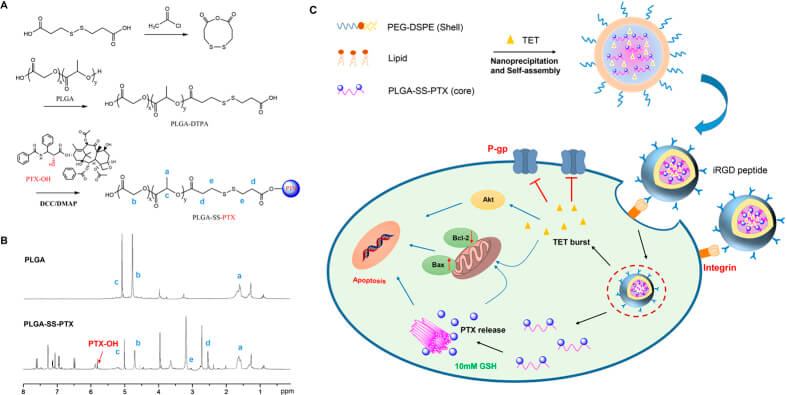 Schematic of MDR reversal by PTX and TET co-delivery in iRGD peptide conjugated NPs. (OA Literature)