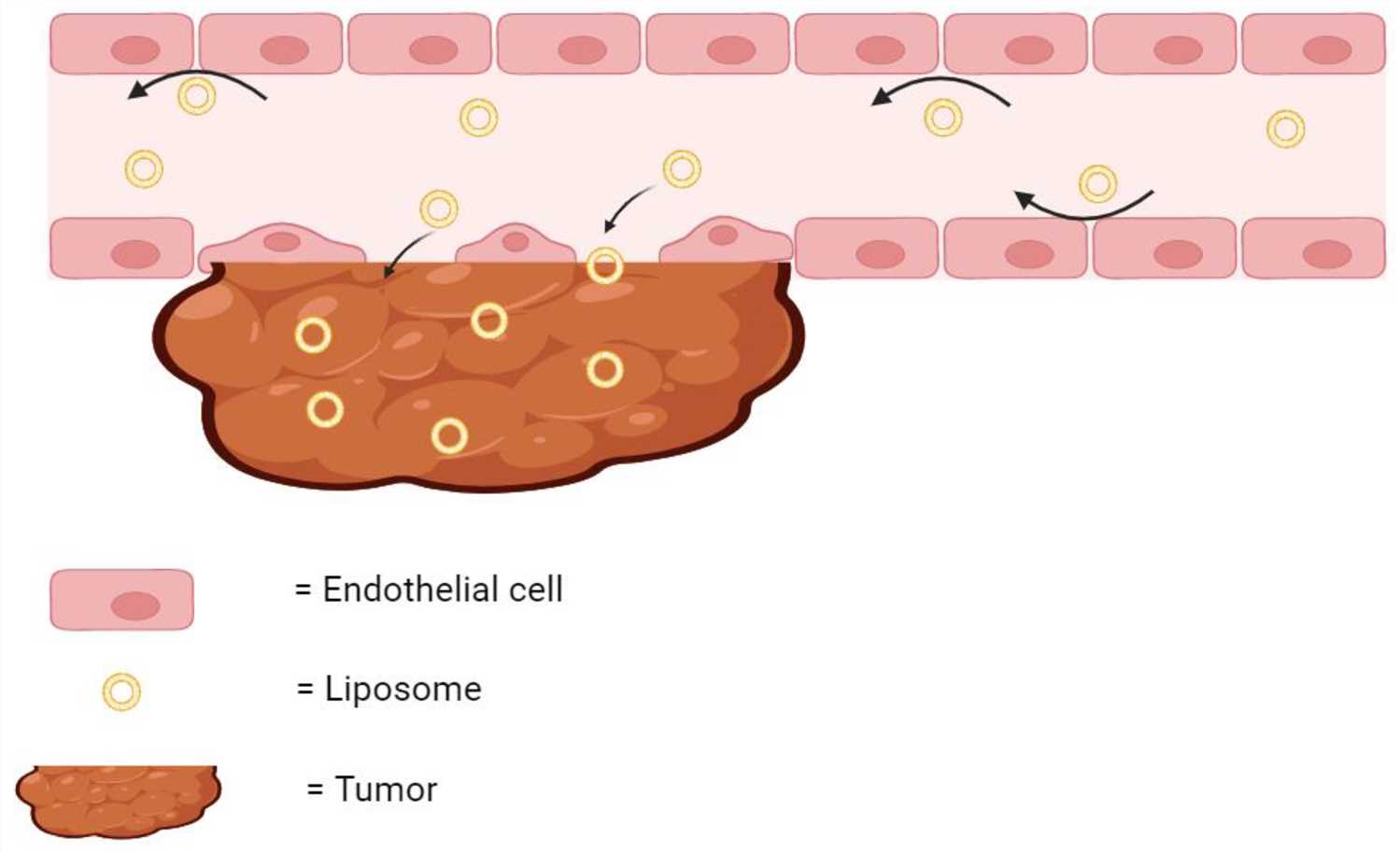Schematic of the EPR effect. (OA Literature)