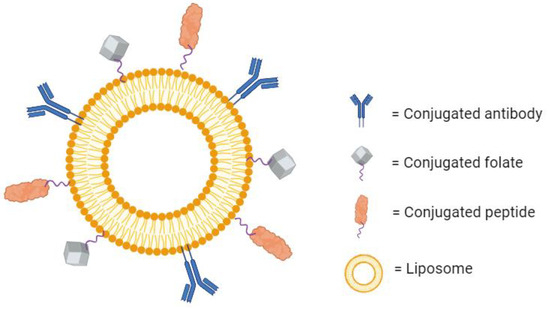 Schematic of a liposome with several conjugated molecules for active targeting. (OA Literature)