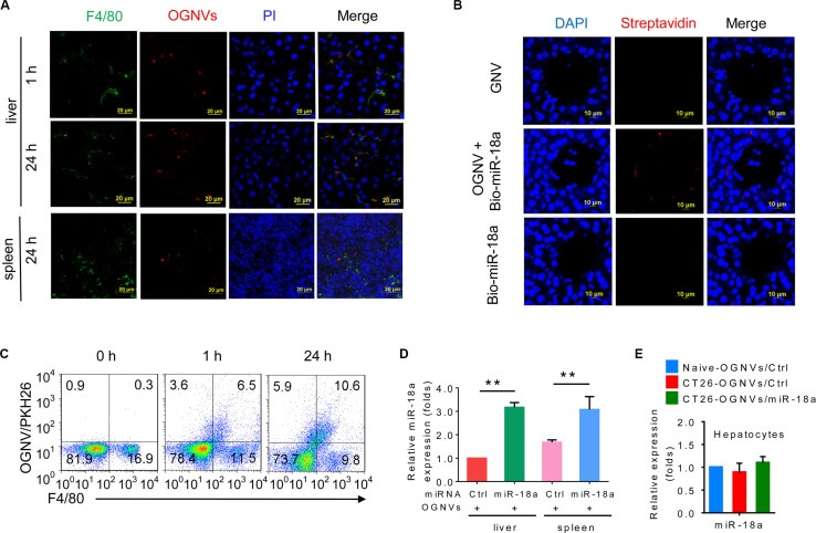 Schematic of OGNV-mediated delivery of miRNA taken up by mouse Kupffer cells in vivo. (OA Literature)