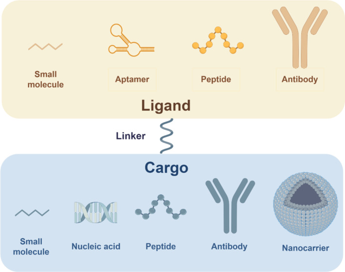 Schematic diagram of a targeted drug delivery system based on ligand, linker and cargo. (OA Literature)