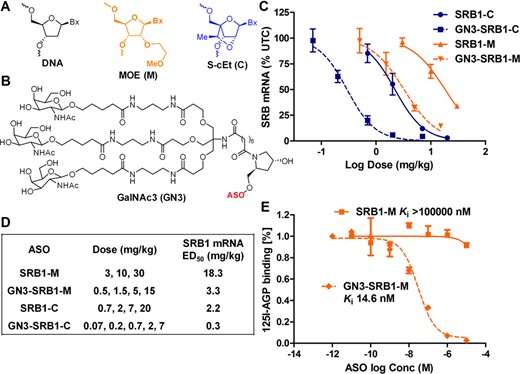 Schematic of GalNAc conjugation enhances the potency of chemically modified antisense oligonucleotides (ASOs) in reducing SRB1 mRNA levels in mouse liver. (OA Literature)