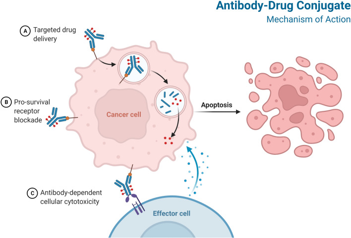 Schematic of mechanism of action of ADC. (OA Literature)