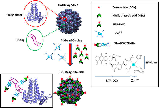 Schematic representation of the add-and-display method for immobilisation of doxorubicin non-covalently on His-tagged VLNPs. (OA Literature)