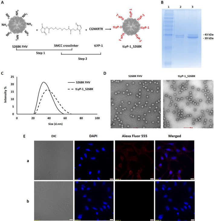 Schematic of conjugation of tumor homing peptide tLyP-1 to FHV VLPs. (OA Literature)