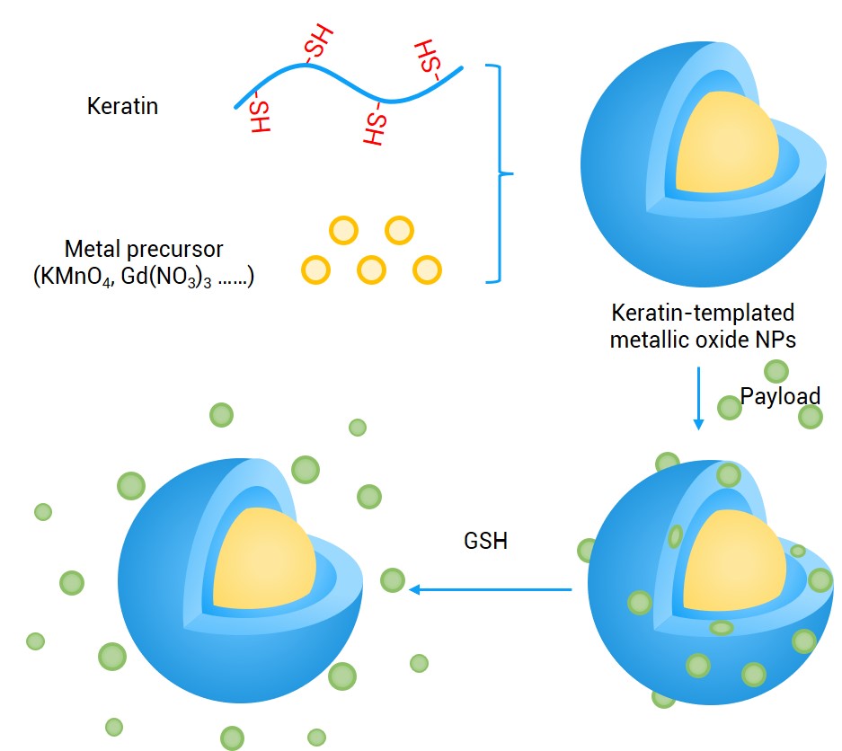 Preparation and responsive release of keratin nanoparticles. (Creative Biolabs Original)