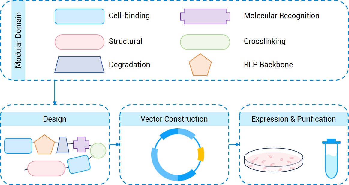 The structure of keratin. (Creative Biolabs Original) 