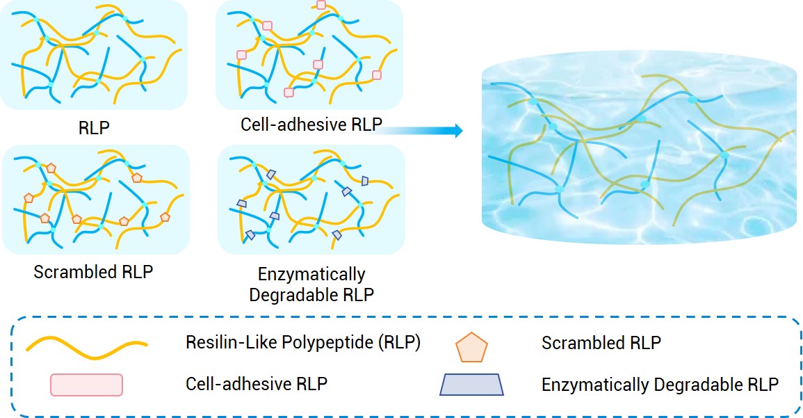 Preparation and responsive release of keratin nanoparticles. (Creative Biolabs Original)