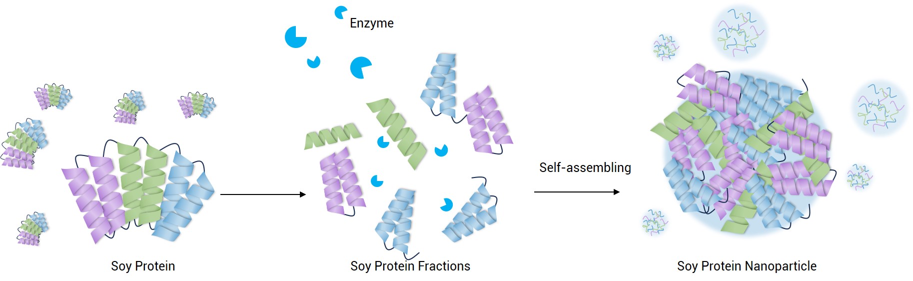 Preparation of soybean protein nanoparticles. (Creative Biolabs Original) 