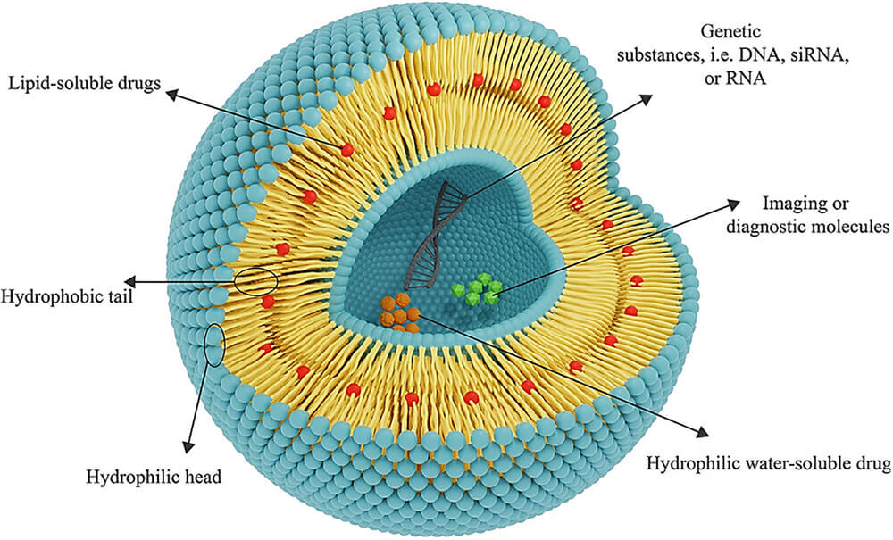 Schematic of the general structure of the liposomes. (OA Literature)