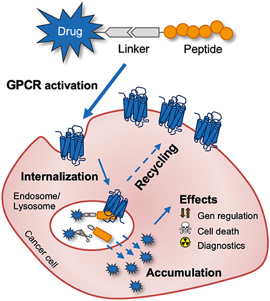 Schematic of targeting a tumor-expressed G protein-coupled receptor for anti-cancer drug delivery with a peptide-drug conjugate. (OA Literature)