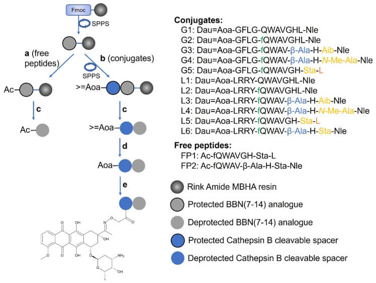 Schematic of synthesis of Dau-BBN (7-14) conjugates and BBN (7-14) analogues as free peptides. (OA Literature)
